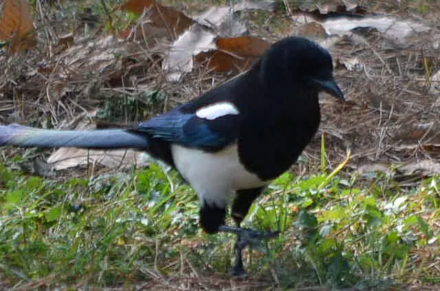 野鳥の写真