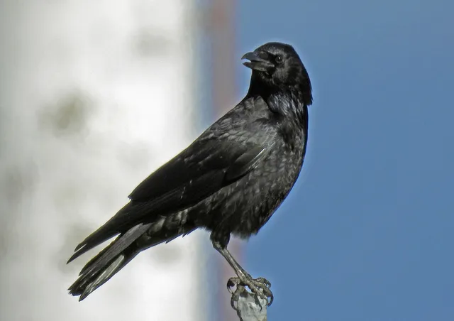 Species Image