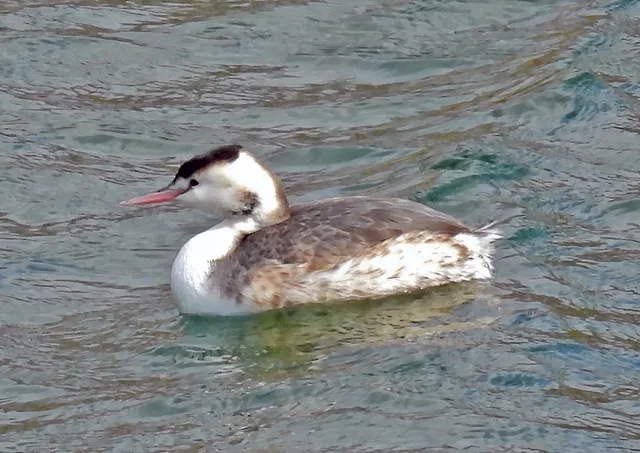 Species Image