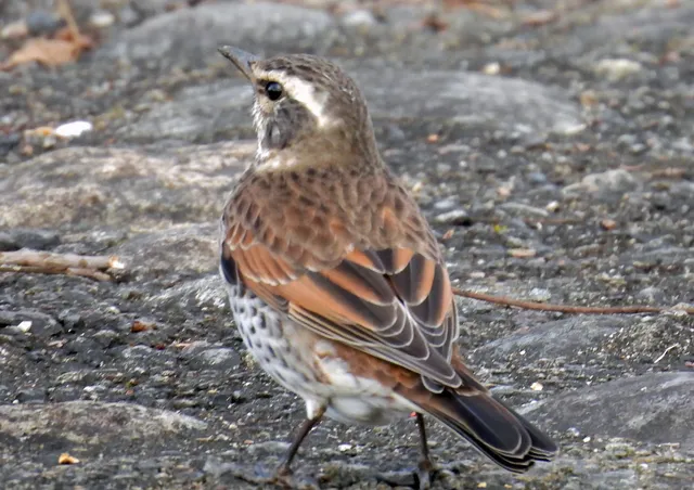 Species Image