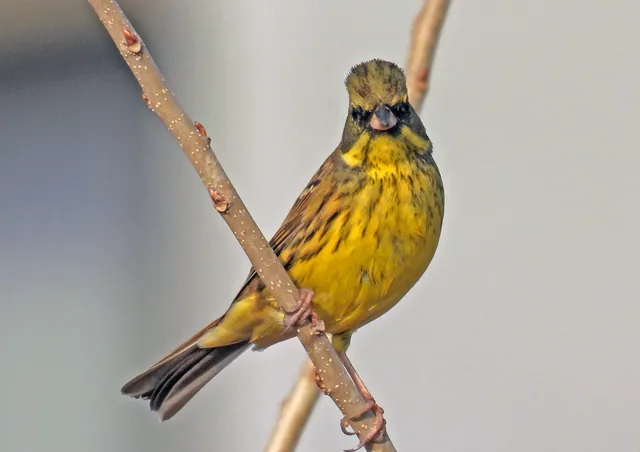Species Image