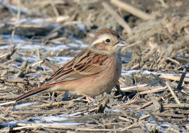 Species Image