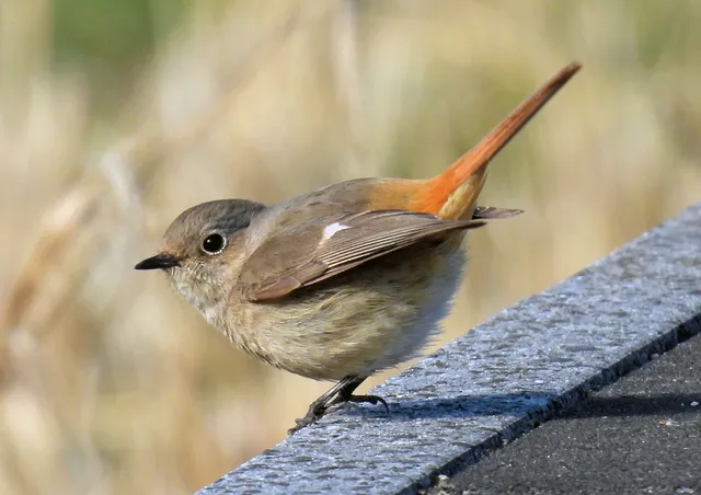 Species Image