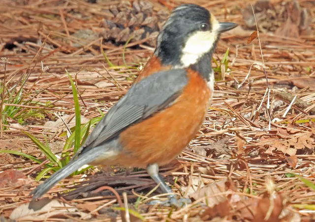 Species Image