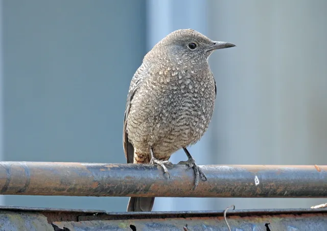 Species Image