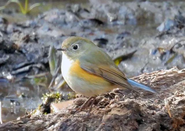 Species Image