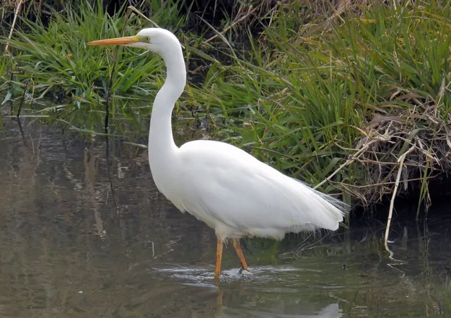 Species Image
