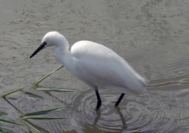 Species Image