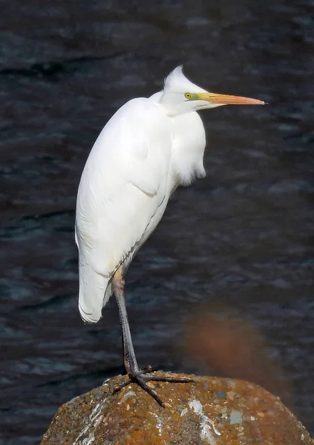 Species Image