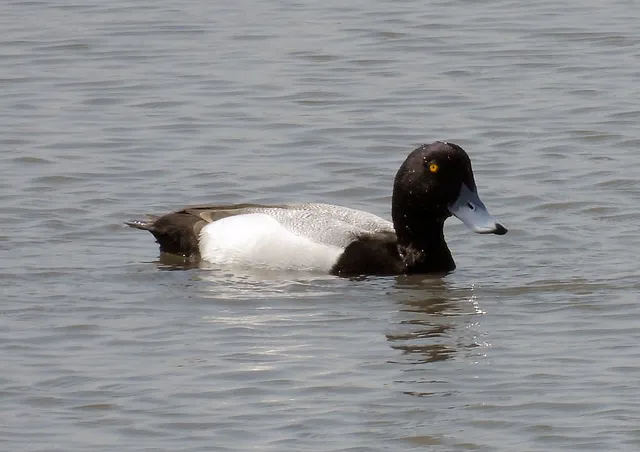 Species Image