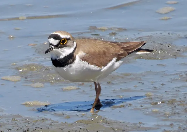 Species Image