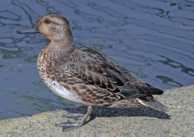 Species Image