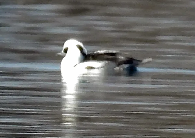 Species Image