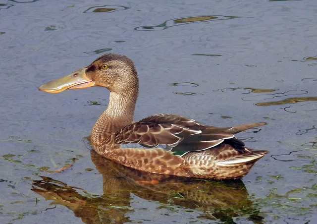 Species Image