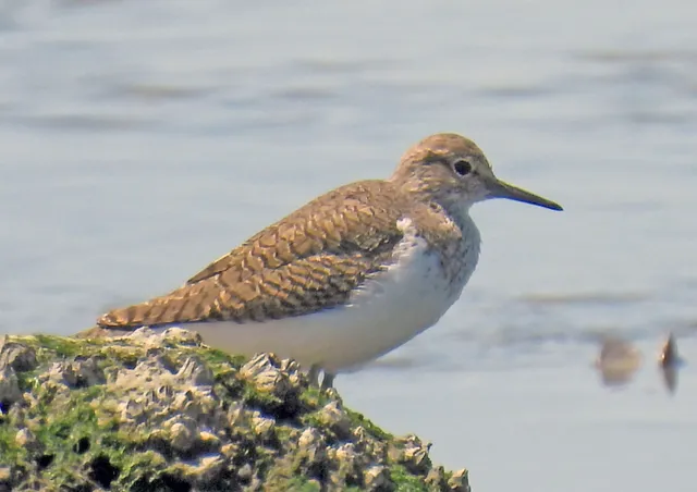 Species Image