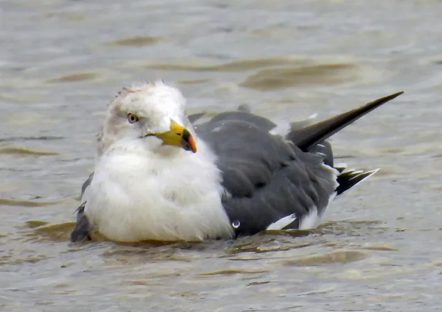 Species Image