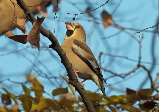 Species Image