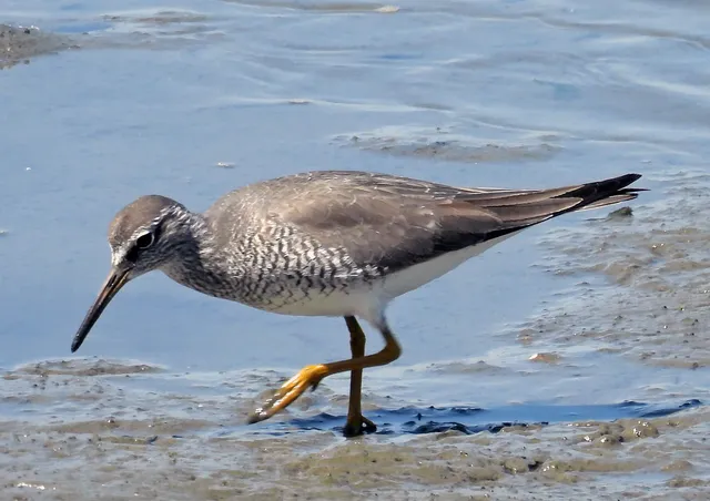 Species Image