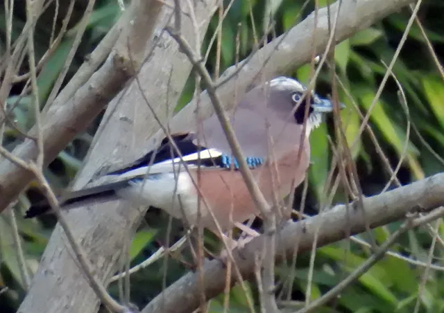 Species Image