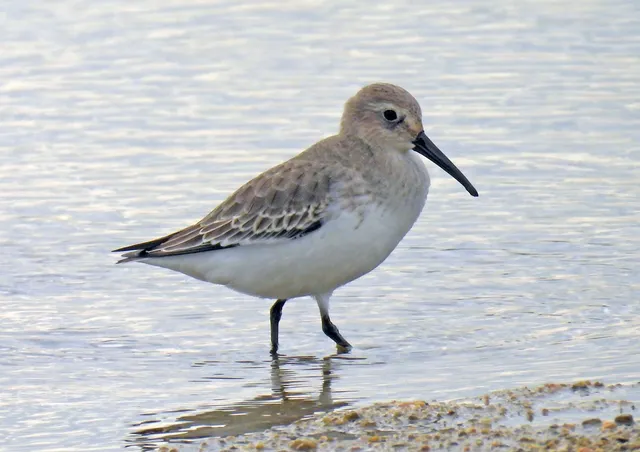 Species Image