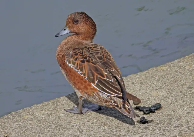 Species Image