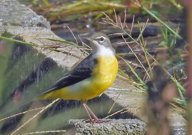 Species Image
