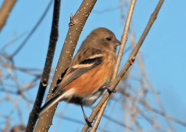 Species Image