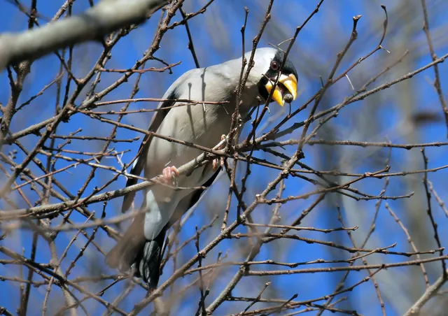 Species Image