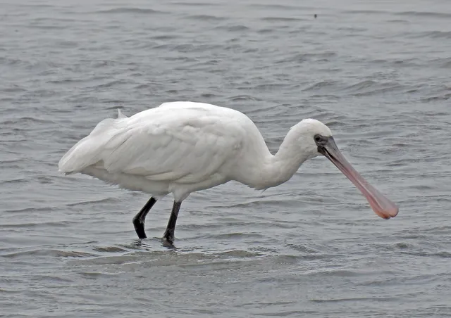 Species Image