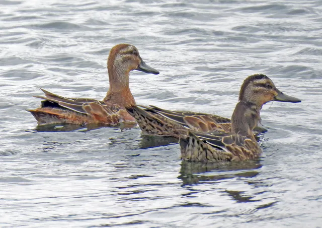 Species Image