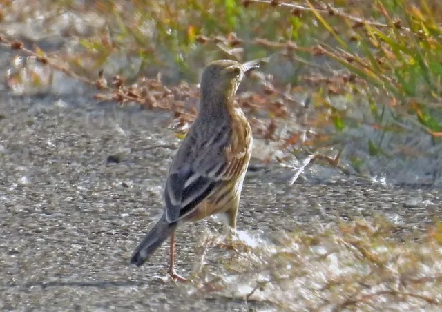Species Image