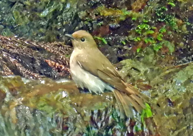 Species Image