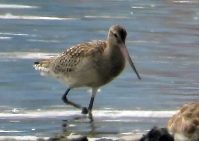 Species Image