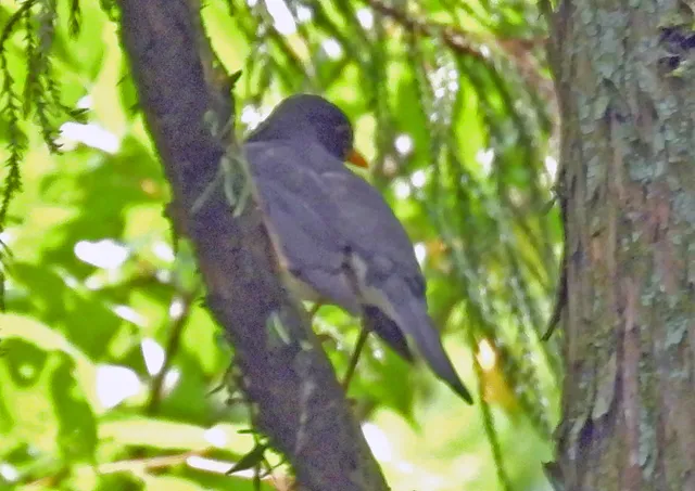 Species Image