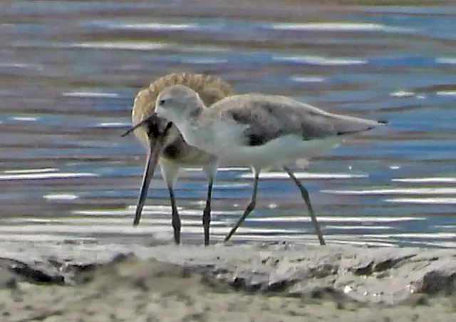 Species Image