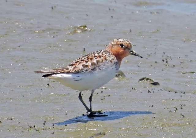 Species Image