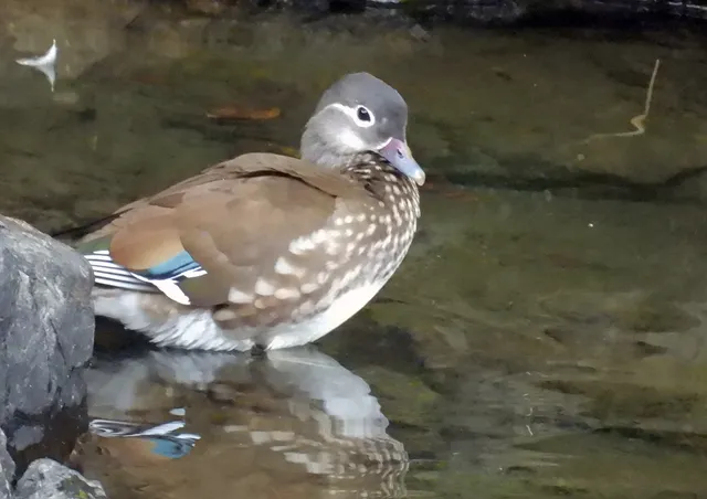 Species Image