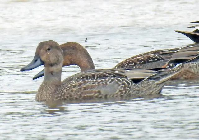 Species Image