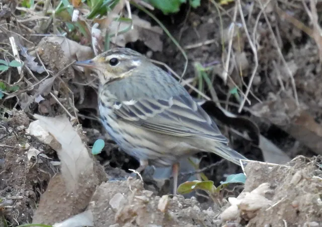 Species Image