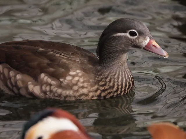 Species Image