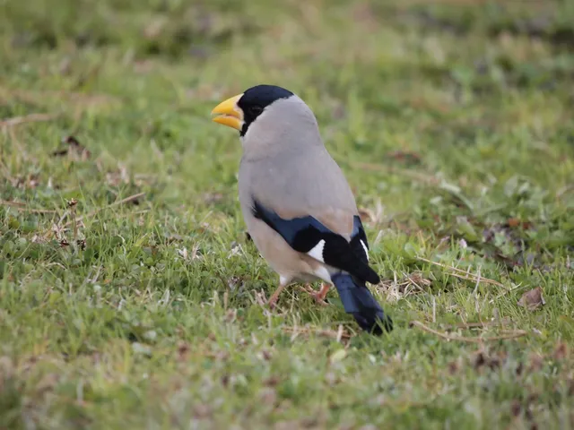 Species Image
