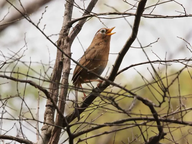 Species Image