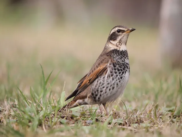 Species Image