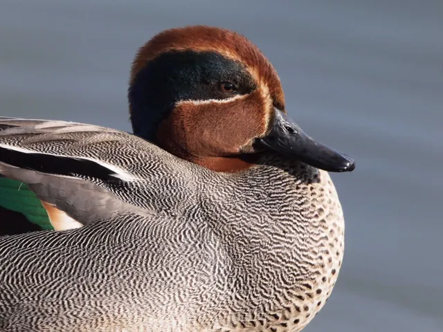 Species Image