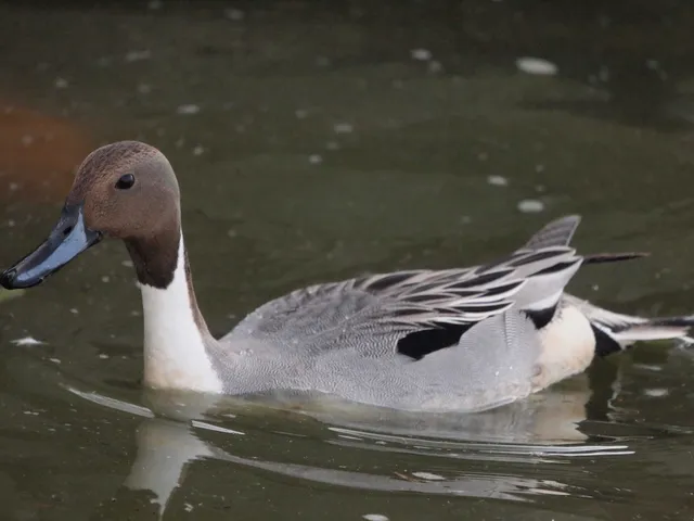 Species Image