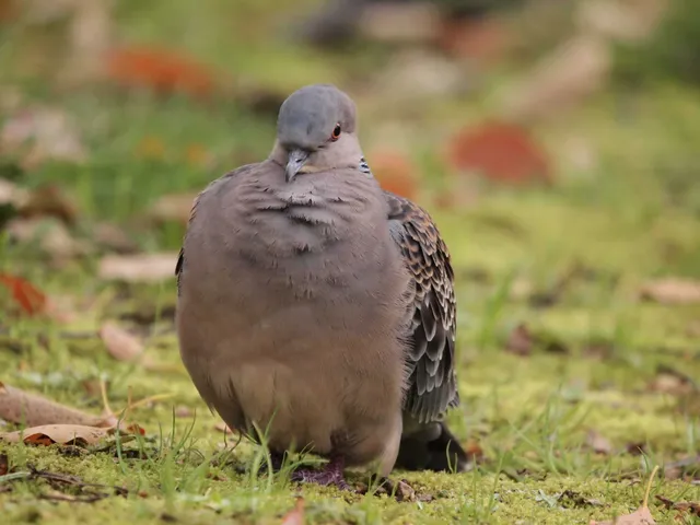 Species Image