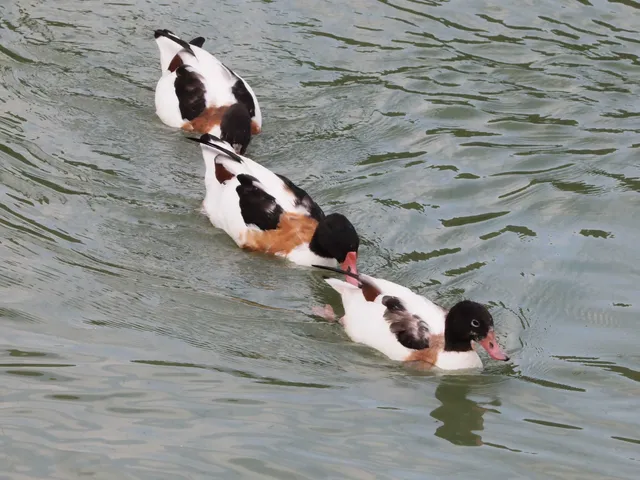 Species Image