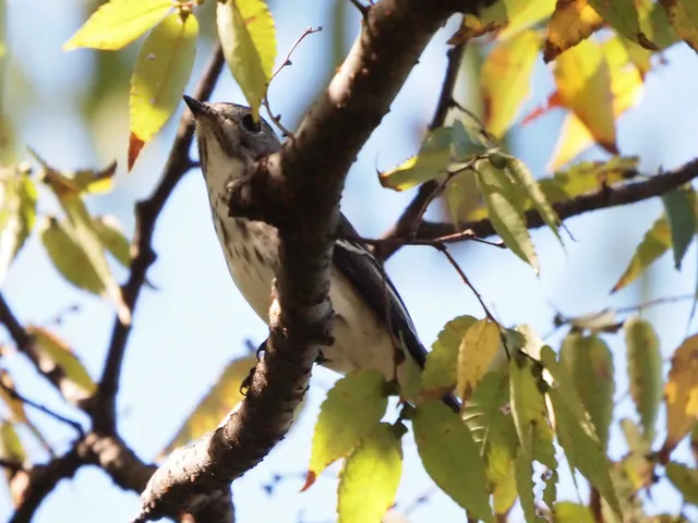 Species Image
