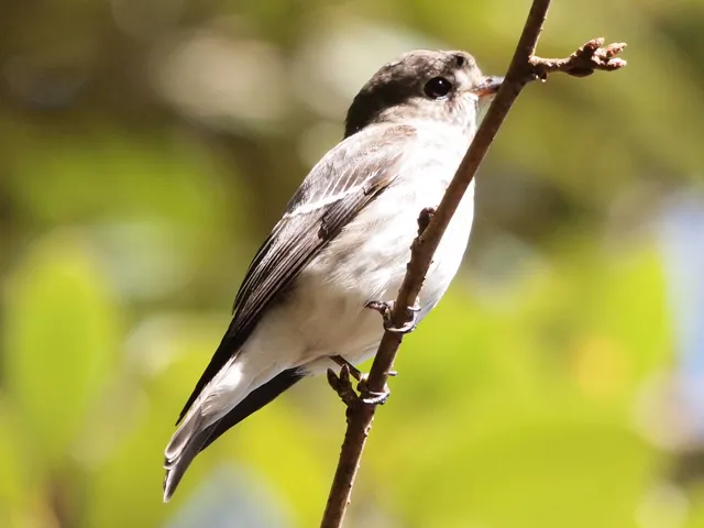 Species Image