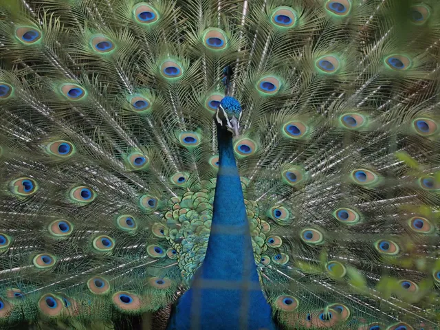 Species Image